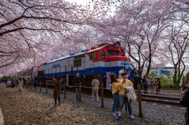Kore 'de ilkbaharda kiraz çiçekleri ve tren popüler kiraz çiçekleri izleme mekanıdır, jinhae Güney Kore.