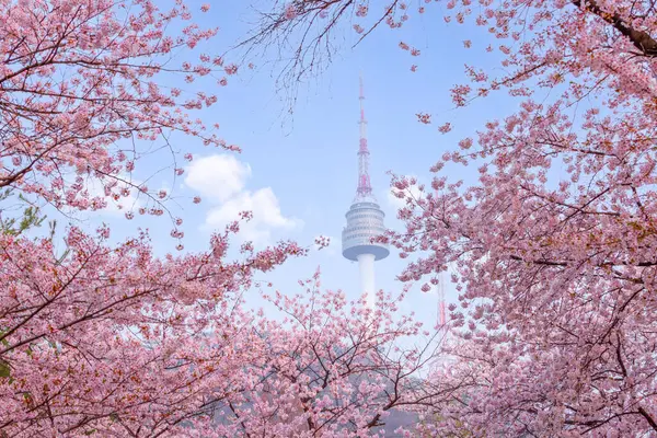 Сеульская Башня Весной Цветущей Сакурой Полном Расцвете Южная Корея Лицензионные Стоковые Изображения