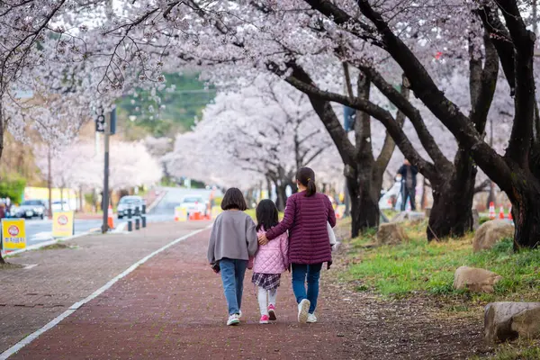 Южнокорейская Мать Девочка День Цветения Вишни Полном Расцвете Городе Кёнджу Лицензионные Стоковые Фото