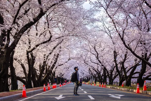 Красивый Тоннель Цветения Вишни Вишни Обе Стороны Дороги Фестивале Сакуры Лицензионные Стоковые Изображения