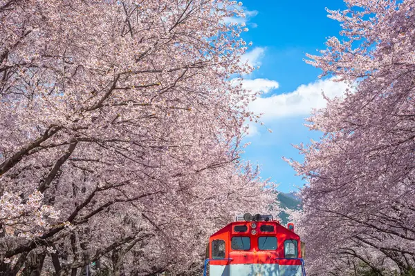 Цветение Сакуры Поезд Весной Корее Является Популярным Вишни Цветения Смотровое Стоковое Изображение