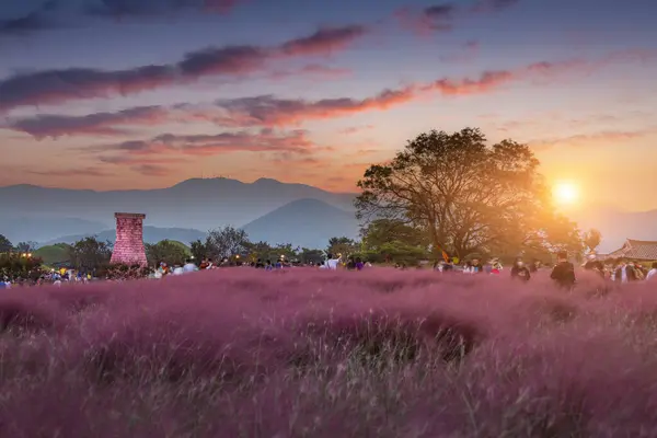 Roze Muhly Grass Bij Zonsondergang Nabij Cheomseongdae Gyeongju Gyeongsangbuk Zuid Stockfoto