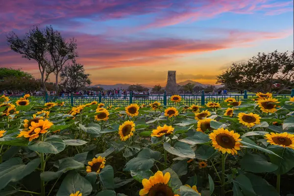 stock image Sunflower at sunset Near Cheomseongdae in Gyeongju, Gyeongsangbuk-do, South Korea.