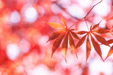 Arka plan için sonbaharda akçaağaç yaprağı ya da metin için kopyalama alanı.