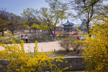 Güney Kore 'nin Seul şehrinde bahar zamanı Gyeongbokgung Sarayı.