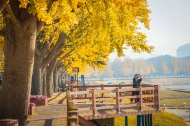 Ginkgo tree by the roadside in the early morning of autumn near Asan, South Korea. clipart