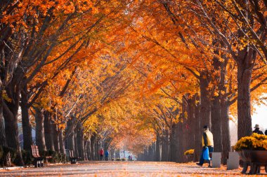 autumn ginkgo trees tunnel in the morning with yellow leaves besides Gokkyocheon Creek near Asan-si, Korea clipart