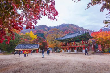 Günbatımında güzel akçaağaç yaprağıyla dolu renkli bir sonbahar Naejangsan Ulusal Parkı, Güney Kore 'deki Baekyangsa tapınağında..