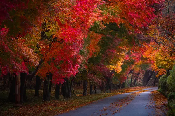 Kore 'de sonbahar, Güney Kore' deki Naejangsan Ulusal Parkı 'nda güzel akçaağaç yaprağıyla dolu renkli bir sonbahar..