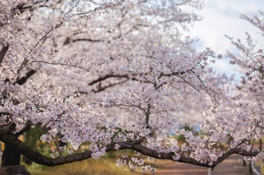 Güneşli arka planda pembe renkli sakura çiçekleri (kiraz çiçeği). Çiçekli sakura dalıyla güzel bir bahar arkaplanı..