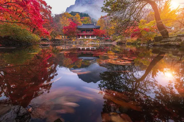 Günbatımında güzel akçaağaç yaprağıyla dolu renkli bir sonbahar Naejangsan Ulusal Parkı, Güney Kore 'deki Baekyangsa tapınağında..