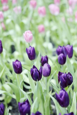 Renkli Güzel Lale Çiçeği Tarlası Kartpostal Dekorasyonu ve Tarım Konsepti Seçici Odaklı Tasarım İçin Bahçede