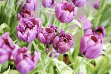 Renkli Güzel Lale Çiçeği Tarlası Kartpostal Dekorasyonu ve Tarım Konsepti Seçici Odaklı Tasarım İçin Bahçede