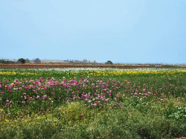 Ufuk boyunca canlı bir çiçek tarlası uzanır, pembe, sarı, beyaz ve kırmızı renkli çiçekler sergiler. Bereketli yeşillik manzaraya derinlik katıyor, yukarıdaki yumuşak mavi gökyüzü bu manzaranın huzurlu ve pitoresk atmosferini arttırıyor..