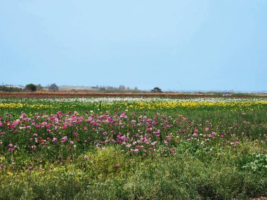 Pembe, sarı, beyaz ve kırmızı renkli çiçeklerle dolu renkli bir çiçek tarlası araziye yayılır. Bereketli yeşillik yukarıdaki açık mavi gökyüzü ile çelişiyor, ufka kadar uzanan sakin ve resimsel kırsal bir manzara yaratıyor..
