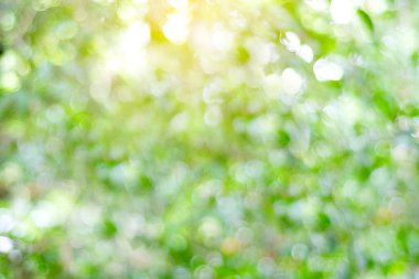 Bokeh ışıklı bulanık park, doğal arka plan, bahar ve yaz mevsimi