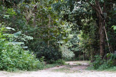 Yeşil ağaçlar tropikal doğa arka planı, bahar ve yaz mevsimi