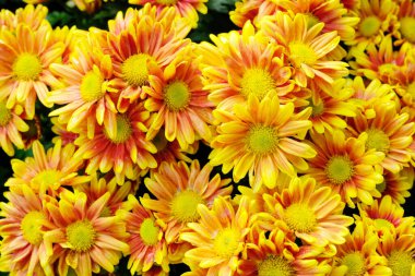 Baharda açan doğa çiçek arka plan, sarı ve turuncu papatya çiçekler, üstten görünüm, düz yatıyordu