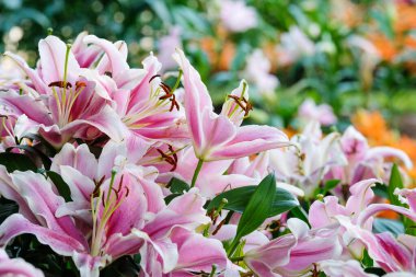 Çiçek doğa arka plan, Bahar sezonunda çiçek pembe lilly çiçek