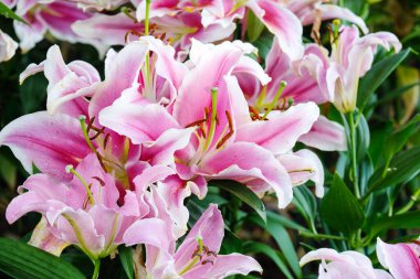 Çiçek doğa arka plan, Bahar sezonunda çiçek pembe lilly çiçek