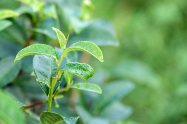 Taze yeşil çay bud ve yaprakları closeup, çay plantasyon alan, doğa arka plan