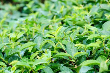 Taze yeşil çay tomurcukları ve yapraklar, çay tarlası, doğa geçmişi.