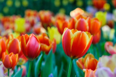 Lale çiçeği arka planı, renkli laleler baharda çayır doğa, kapatın. 