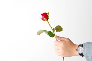 Sevgililer Günü konsepti, beyaz arka planda kırmızı gül tutan adam elleri.