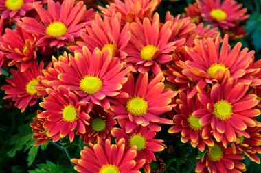 Doğa çiçek arka plan, kırmızı papatya çiçekler çiçek açması Bahar, üstten görünüm, düz lay