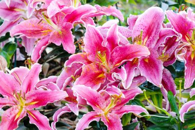 Çiçek arkaplanı, bahar mevsiminde çiçek açan pembe zambak.