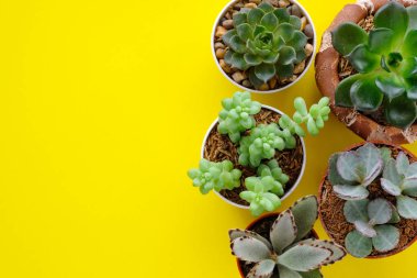 Succulent plants on yellow paper background with copy space clipart