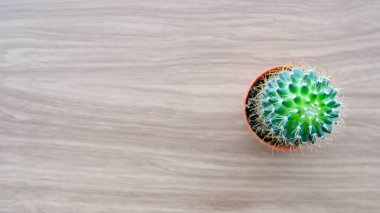 Ahşap zemin üzerine kaktüs. Fotokopi alanı, üst görünüm, düz döşeme, sulu ev bitkisi moda tasarım konsepti.