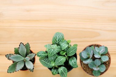 Succulent plants on wood background with copy space clipart