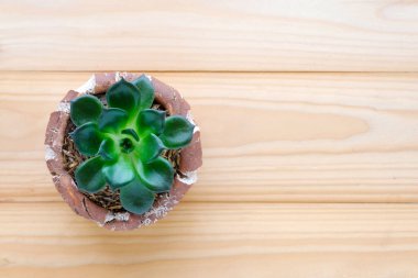 Ahşap zemin üzerinde kopyalama alanı olan sulu bitkiler