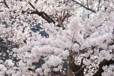 Çiçek doğası arka plan, güzel kiraz çiçeği, sakura çiçeği, parkta arka plan, bahar zamanı.