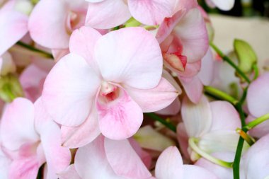 Çiçek arkaplan, beyaz ve pembe orkide çiçekleri ilkbaharda çiçek açar, tropikal doğa arka plan