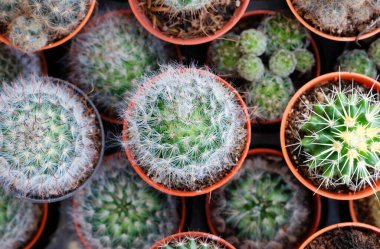 Üst görünümden kaktüs, düz yatak, sulu ev bitkisi moda tasarım konsepti