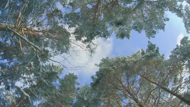 Niski Kąt Widzenia Zimowego Lasu Sosnowego Spacer Przez Drzewa Iglaste — Wideo stockowe