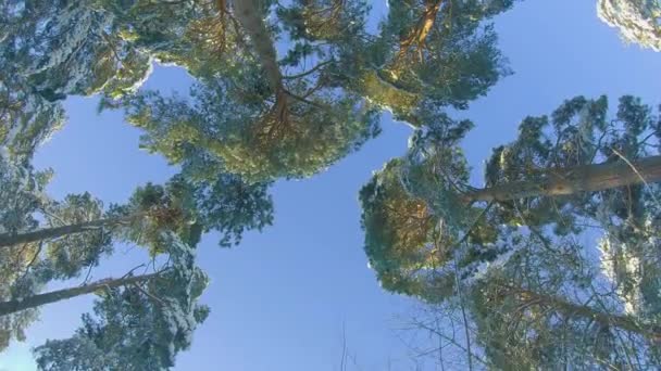 Нижній Кут Огляду Зимового Соснового Лісу Йде Через Хвойні Дерева — стокове відео