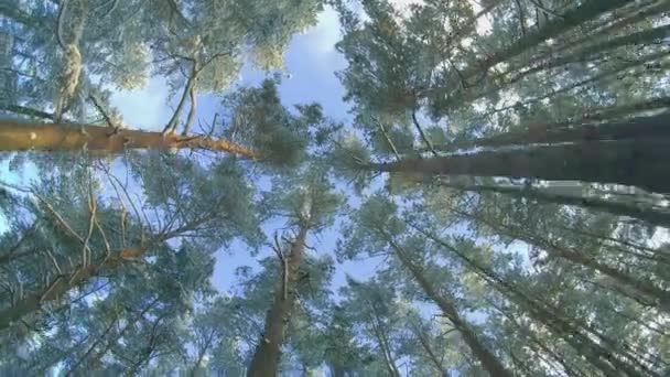 冬季松树林的低角度视图 穿越针叶树 冬日的雪地松树的树梢的最底层视图 天空可以透过松树的枝条看到 — 图库视频影像