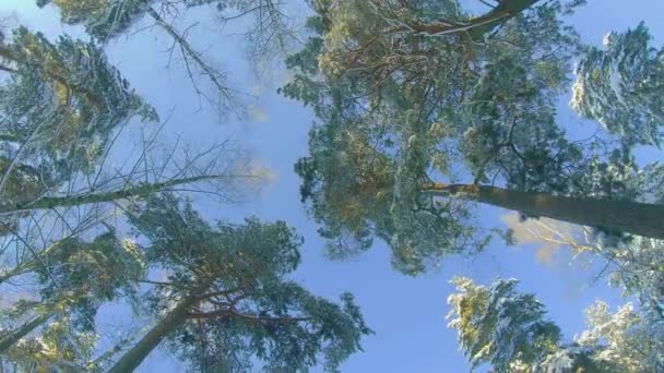 Vue Angle Bas Une Forêt Pins Hiver Marchant Travers Les — Video