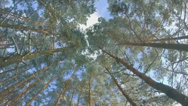 針葉樹林を歩く冬の松の森の低角度ビュー サニーウィンターデーの雪の中で松のトップの一番下のビュー 松の上から空が見える — ストック動画