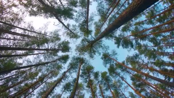 Niski Kąt Widzenia Kolorowe Leśne Sosny Spacer Drzewach Iglastych Prawo — Wideo stockowe