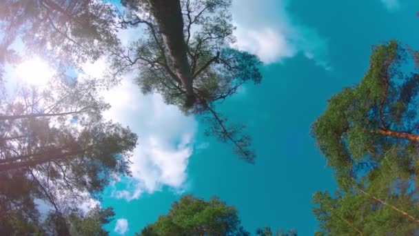 色彩斑斓的夏松森林的低角度视图 穿过针叶树 向右转 在阳光明媚的夏日 松树丛中的底景 天空可以透过松树的枝条看到 — 图库视频影像
