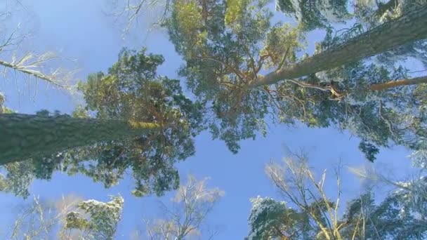 Niski Kąt Widzenia Zimowego Lasu Sosnowego Spacer Przez Drzewa Iglaste — Wideo stockowe