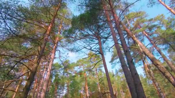 五彩缤纷的夏松森林 漫步在针叶树下的低角景观 在阳光明媚的夏日 松树丛中的底景 天空可以透过松树的枝条看到 — 图库视频影像