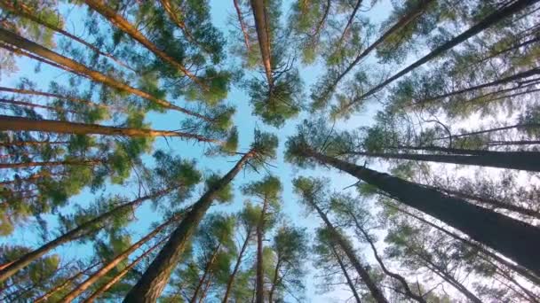 Niski Kąt Widzenia Kolorowe Leśne Sosny Spacer Przez Drzewa Iglaste — Wideo stockowe