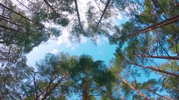 Low Angle View Colorful Summer Pine Forest Walking Coniferous Trees — Vídeo de Stock