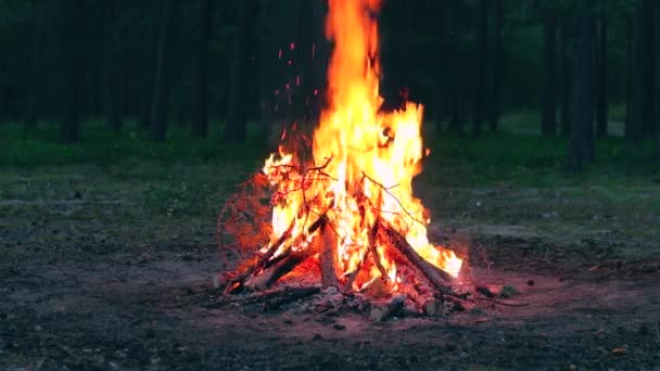 Esti Tábortűz Fenyőerdőben Nyáron Lángoló Tábortűz Máglyatűz Helye Tűzverem Szabadban — Stock videók