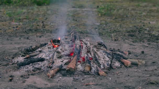 Akşam Ateşi Yazın Çam Ormanı Nda Yanıyor Alevli Kamp Ateşi — Stok video